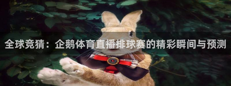 火凤体育直播在线观看高清